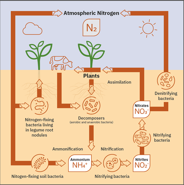 biofertilization-increased-soil-nitrogen-availability-alltech